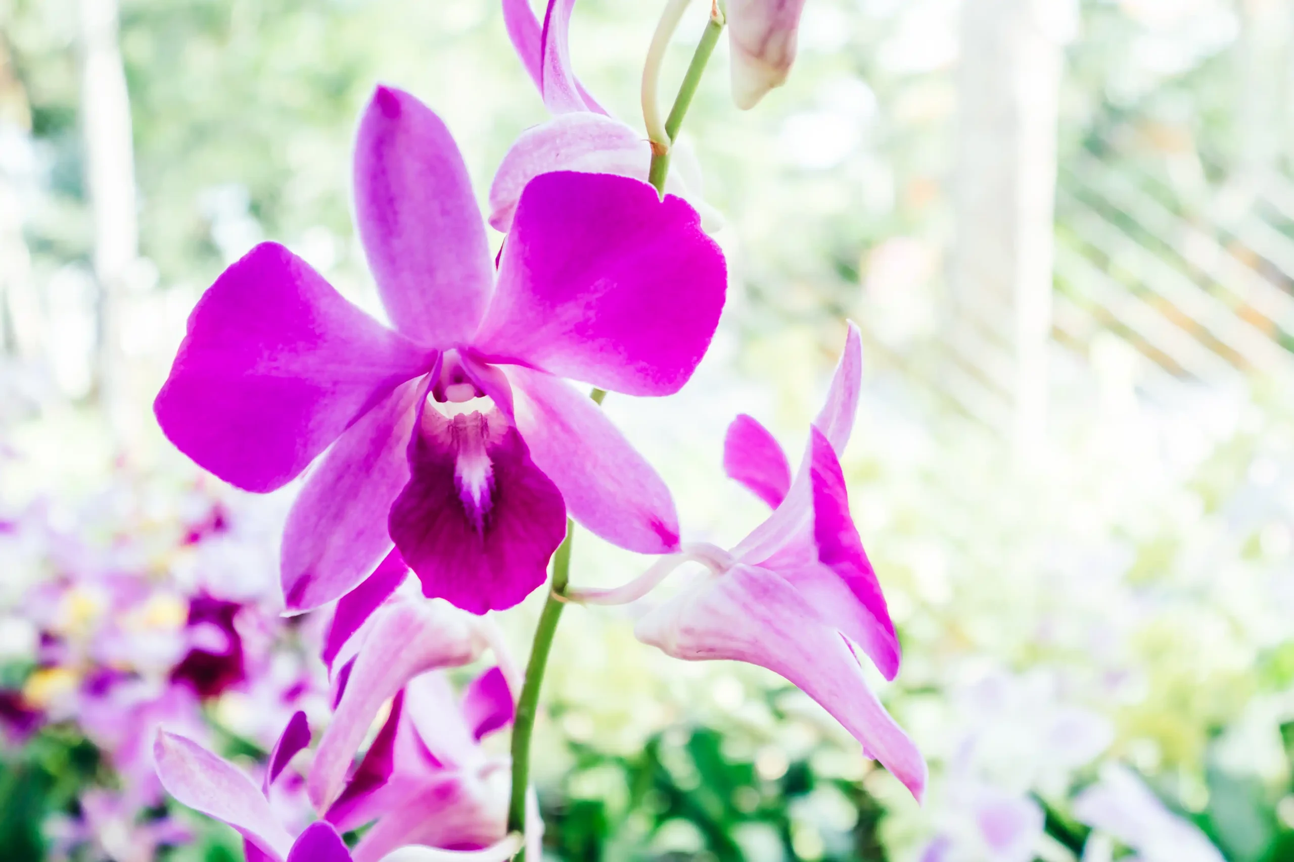 orchid flower 1 scaled