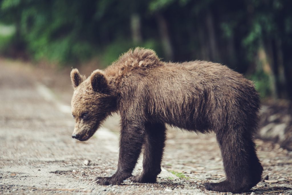 portrait bear outdoors