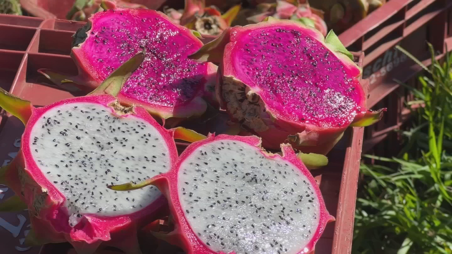 Cultivo e produção de pitaya no interior paulista