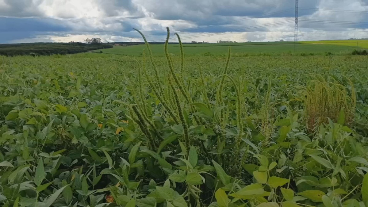 Ameaça do Caruru Gigante à agricultura em São Paulo